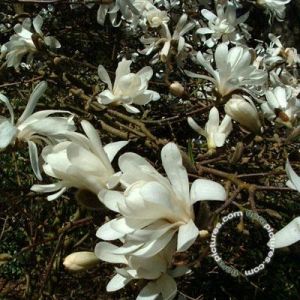 Stermagnolia | Magnolia stellata