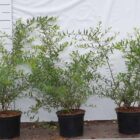 Spierstruik | Spiraea cinerea 'Grefsheim' | In pot 2L | Hoogte 40-60cm Spierstruik | Spiraea cinerea 'Grefsheim'