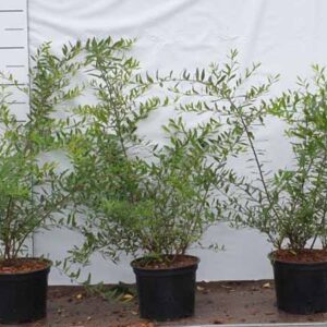 Spierstruik | Spiraea cinerea 'Grefsheim'