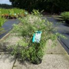 Spierstruik | Spiraea cinerea 'Grefsheim' | In pot 2L | Hoogte 40-60cm Spiraea cinerea Grefsheim volle plant 45x45 1