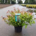 Spierstruik | Spiraea japonica 'Goldflame' | In pot 1,5L Spierstruik | Spiraea japonica 'Goldflame'