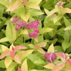 Spierstruik | Spiraea japonica 'Goldflame' | In pot 1,5L Spierstruik | Spiraea japonica 'Goldflame'