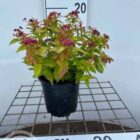 Spierstruik | Spiraea japonica 'Goldflame'