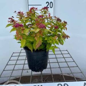 Spierstruik | Spiraea japonica 'Goldflame'