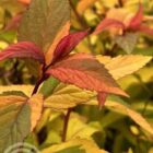Spierstruik | Spiraea japonica 'Goldflame' | In pot 1,5L Spierstruik | Spiraea japonica 'Goldflame'
