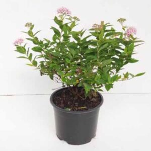Spierstruik | Spiraea japonica 'Little Princess'