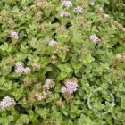 Spierstruik | Spiraea japonica 'Little Princess' | In pot 1,5L Spiraea japonica Little Princess bloem 45x45 1