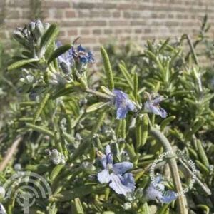 Rozemarijn | Rosmarinus officinalis 'Capri'