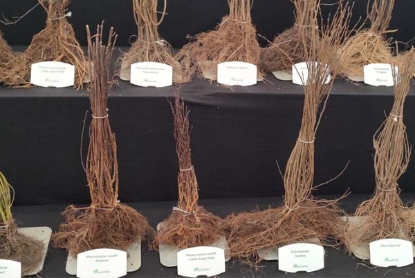 struiken met kale wortels