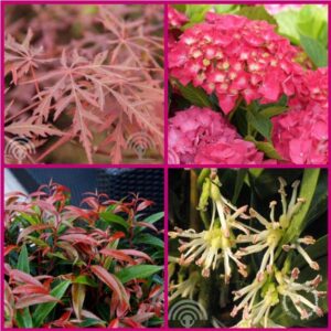 Struiken borderpakket umbra | schaduw | rood, roze, wit