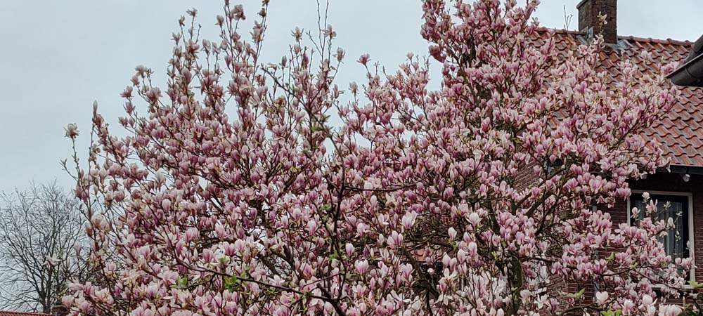 6 Magnolia’s die een plek in je tuin verdienen