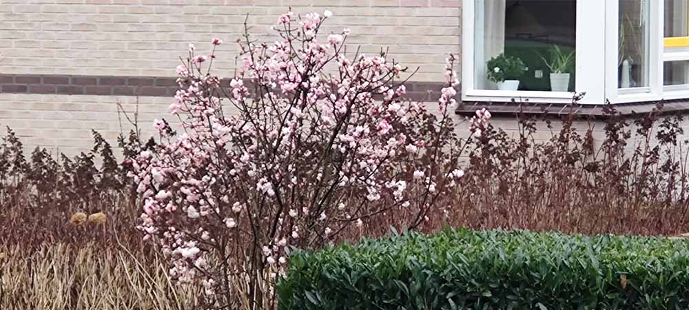 Vroege voorjaar of laat winterbloeiende struiken Vroege voorjaar of laat winterbloeiende struiken