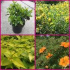 Struiken borderpakket Gloed | Oranje, Groen, Geel, Wit Struiken borderpakket Gloed | Oranje, Groen, Geel, Wit