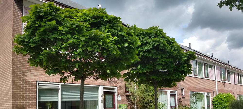 5 bolbomen die zeker de moeite waard zijn 5 bolbomen die zeker de moeite waard zijn