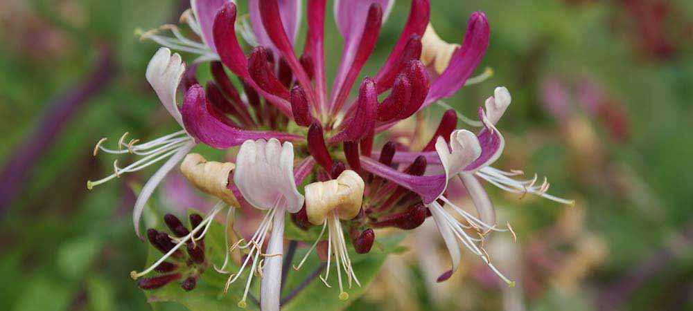 Kamperfoelie | Lonicera | Geurend