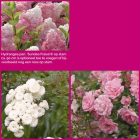 Struiken borderpakket Intens | Heesterrozen pakket Struiken borderpakket Intens | Heesterrozen pakket