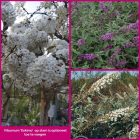 Struiken borderpakket Vlinder | Paars, Wit Struiken borderpakket Vlinder | Paars, Wit