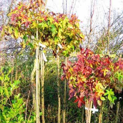 Bol Amberboom | Liquidambar styraciflua 'Gum Ball'