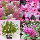 Struiken borderpakket Secco | Zure- en Zandgronden Struiken borderpakket Secco | Zure- en Zandgronden