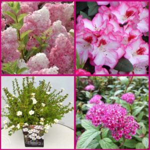 Struiken borderpakket Secco | Zure- en Zandgronden