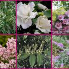 Struiken borderpakket Solare | Volle zon pakket Struiken borderpakket Solare | Volle zon pakket