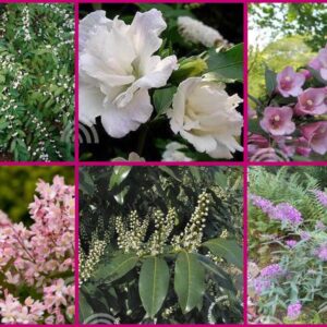 Struiken borderpakket Solare | Volle zon pakket