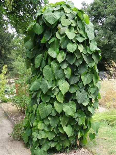 Aristolochia durior 6x4 Duitse pijp | Aristolochia durior