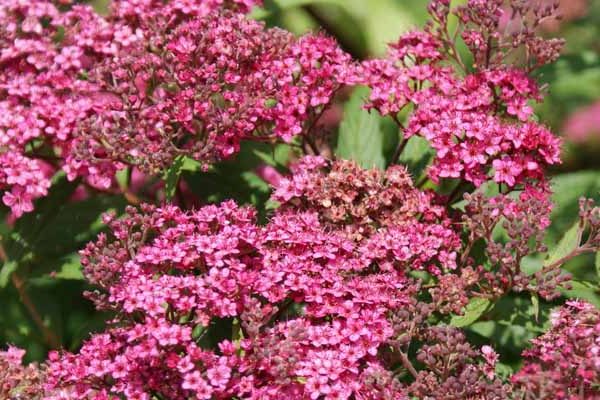 Bodembedekkende struiken voor een vrijwel onderhoudsarme tuin!