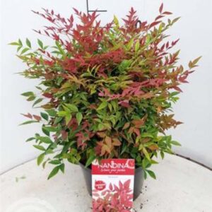 Hemelse bamboe | Nandina domestica 'Obsessed' | In pot 10L | Hoogte 30-40cm