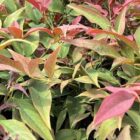 Hemelse bamboe | Nandina domestica 'Obsessed'