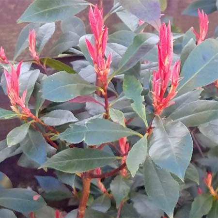 Glansmispel | Photinia fraseri 'Camilvy'