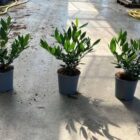 Laurierkers | Prunus lauroceracus 'Otto Luyken' | In pot 2,5L | Hoogte 30-40cm Laurierkers | Prunus lauroceracus 'Otto Luyken'