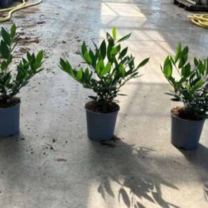 Laurierkers | Prunus lauroceracus 'Otto Luyken'