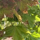 Bol Noorse esdoorn | Acer platanoides 'Globosum'