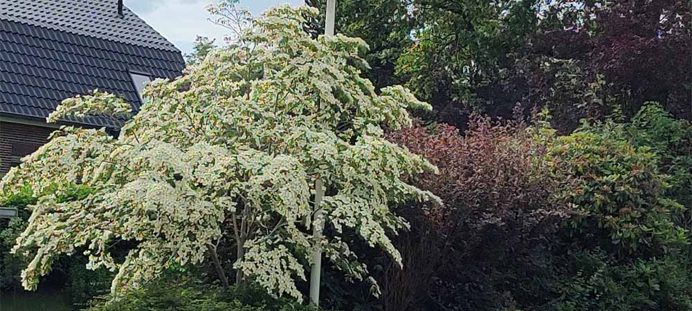 Kornoelje | Cornus