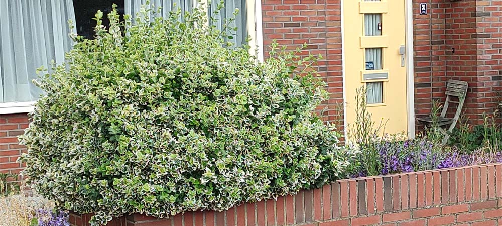 Struiken met bonte bladeren een kleurrijke toevoeging aan je tuin bontbladige struiken, bontbladige heester, struiken met bonte bladeren