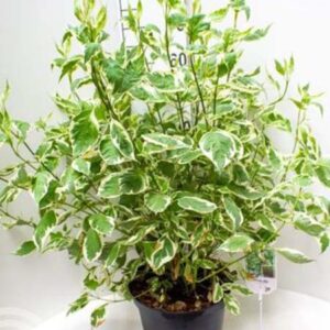 Witte kornoelje | Cornus alba 'Elegantissima'