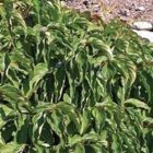 Canadese kornoelje | Cornus stolonifera 'Kelseyi' | In pot 1,5 L | Hoogte 20-30cm Kornoelje | Cornus stolonifera 'Kelseyi'