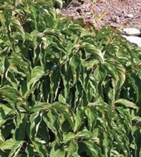 Kornoelje | Cornus stolonifera 'Kelseyi'