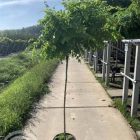 Bolacacia | Robinia pseudoacacia 'Umbraculifera' | In pot | Stamhoogte 180cm | Stamomtrek 6-8 Bolacacia | Robinia pseudoacacia ‘Umbraculifera