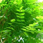 Bolacacia | Robinia pseudoacacia ‘Umbraculifera’