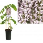 Blauwe regen - roze | Wisteria floribunda 'Rosea'