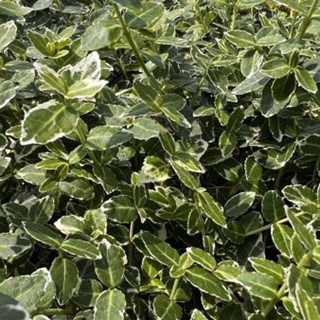 Euonymus fortunei ‘Emerald Gaiety’ | Kardinaalsmuts