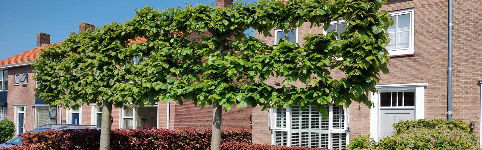 leibomen blokbomen schermbomen