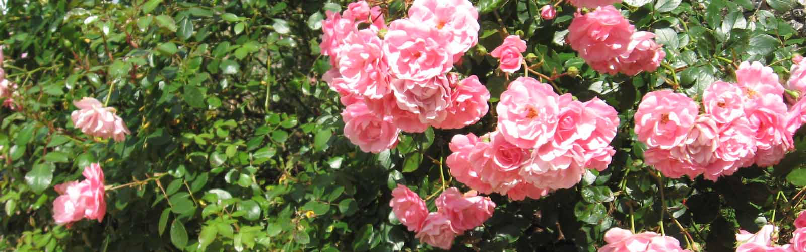 rozen roos alle soorten rozen