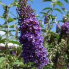 Vlinderstruik | Buddleja davidii Empire Blue