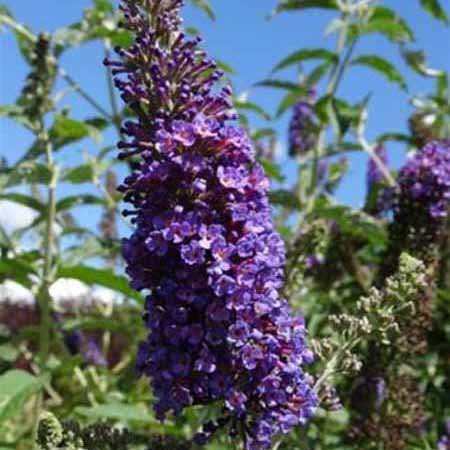 Vlinderstruik | Buddleja davidii Empire Blue