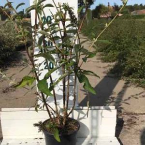 Buddleja davidii 'Empire Blue' | Vlinderstruik
