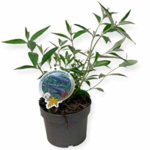 Buddleja davidii 'Empire Blue' | Vlinderstruik