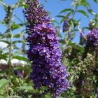 Vlinderstruik | Buddleja davidii 'Empire Blue' | In pot 2L Buddleja davidii 'Empire Blue' | Vlinderstruik